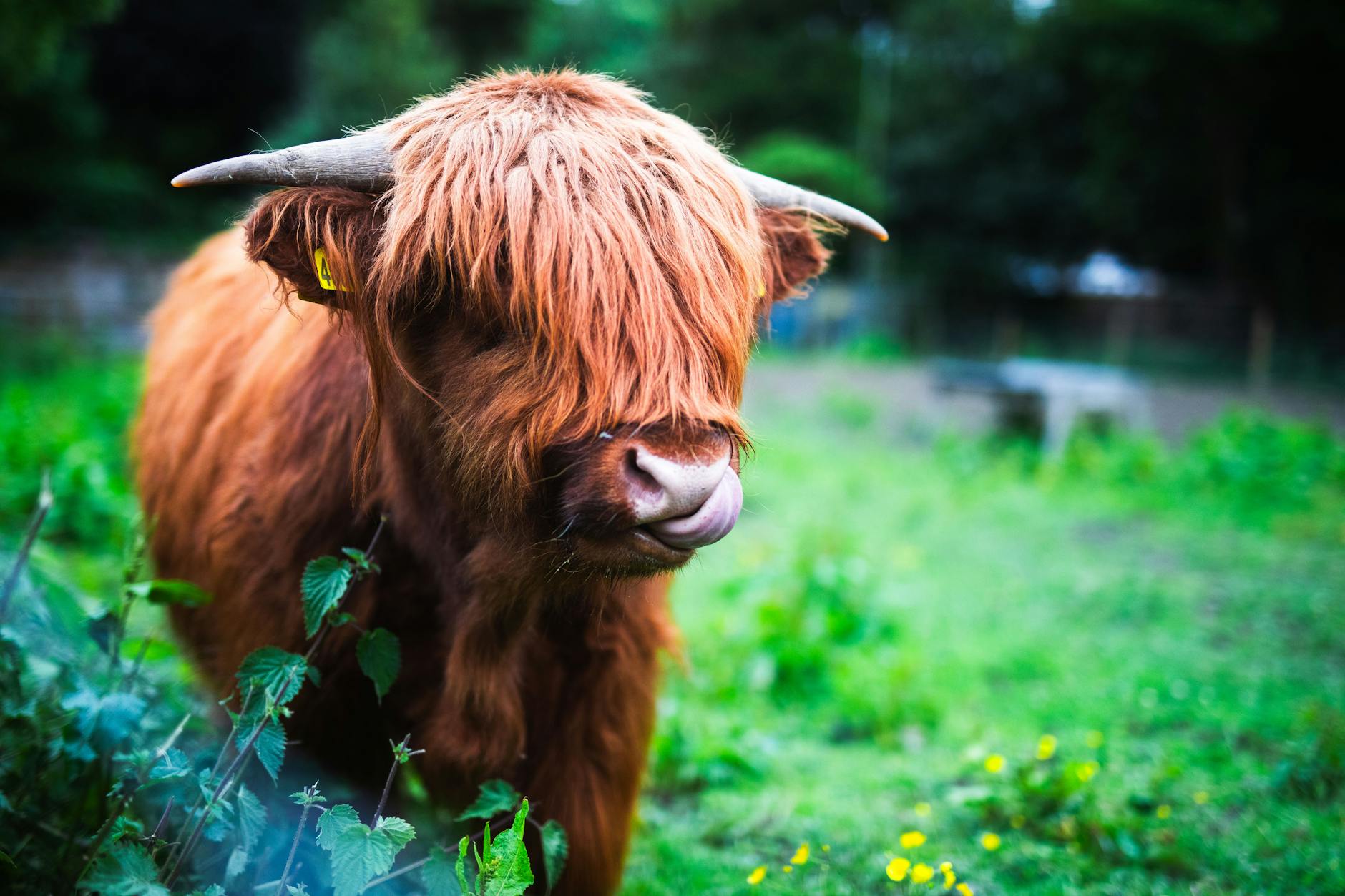 How Much Does Swagbucks Daily Trivia Actually Pay Out Per Game?