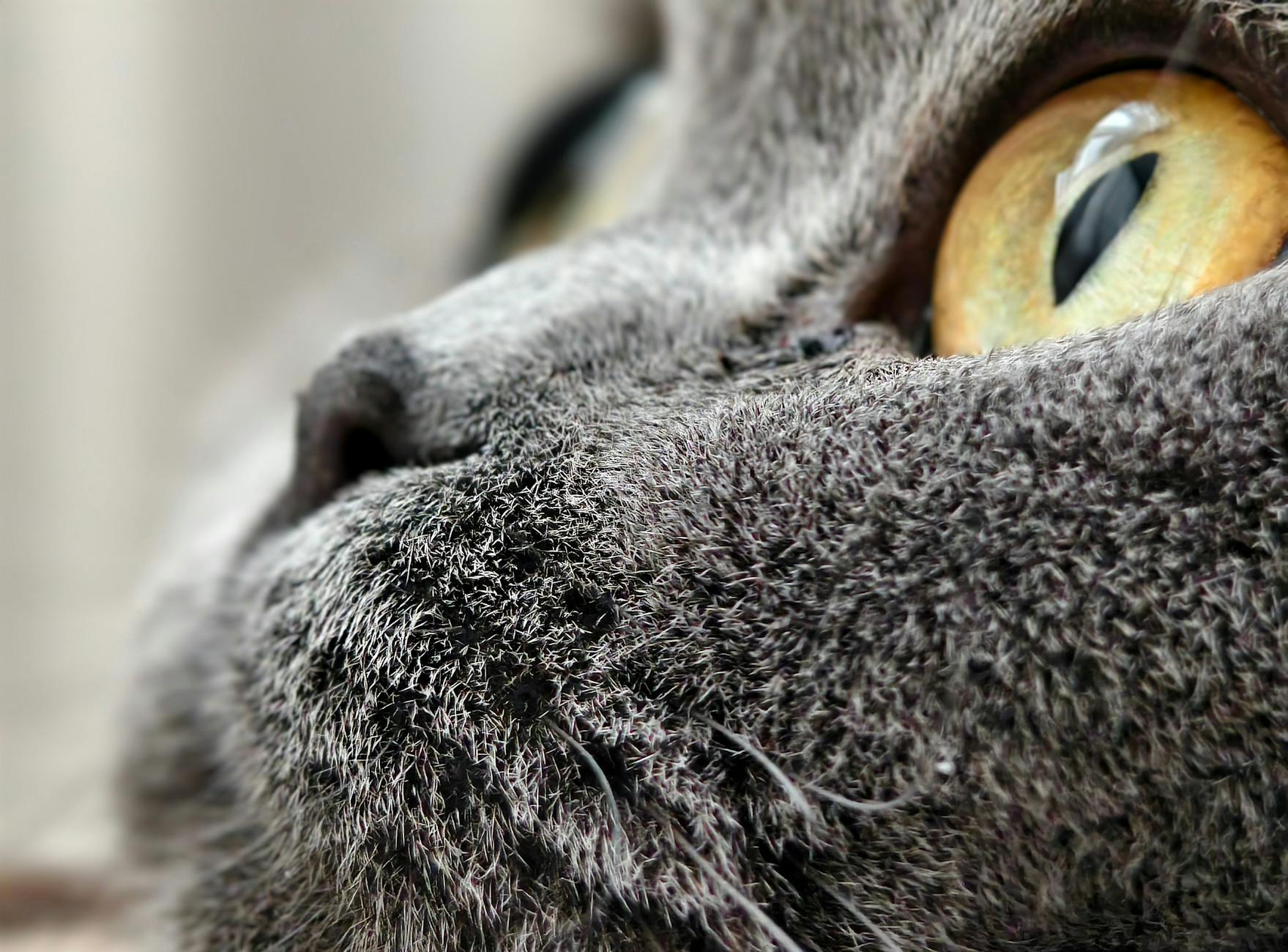 What Are High-Interest Savings Accounts and How Do Signup Bonuses Work?