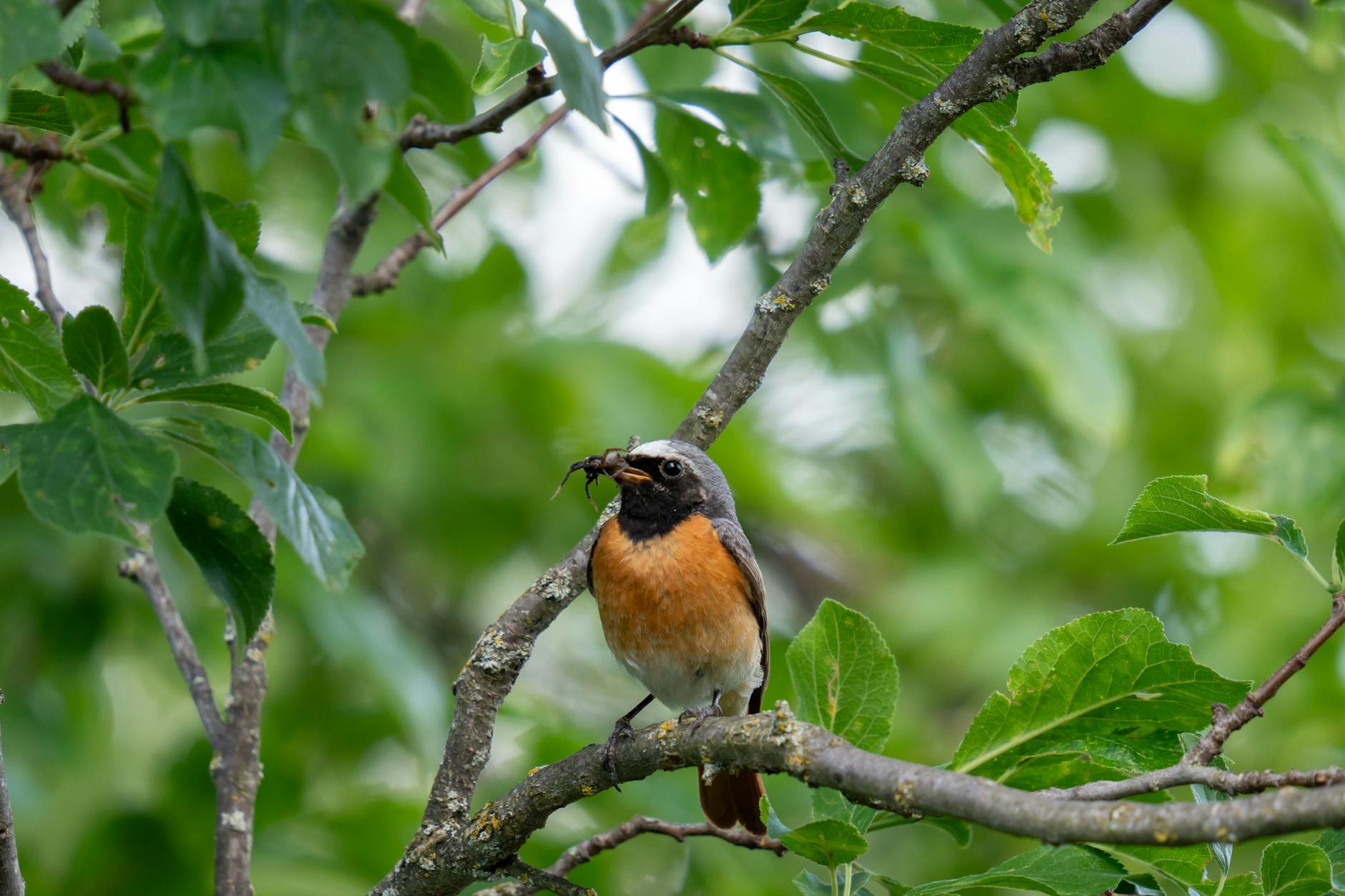 What Are the Most Common Red Flags in Fake Bank Promotions?