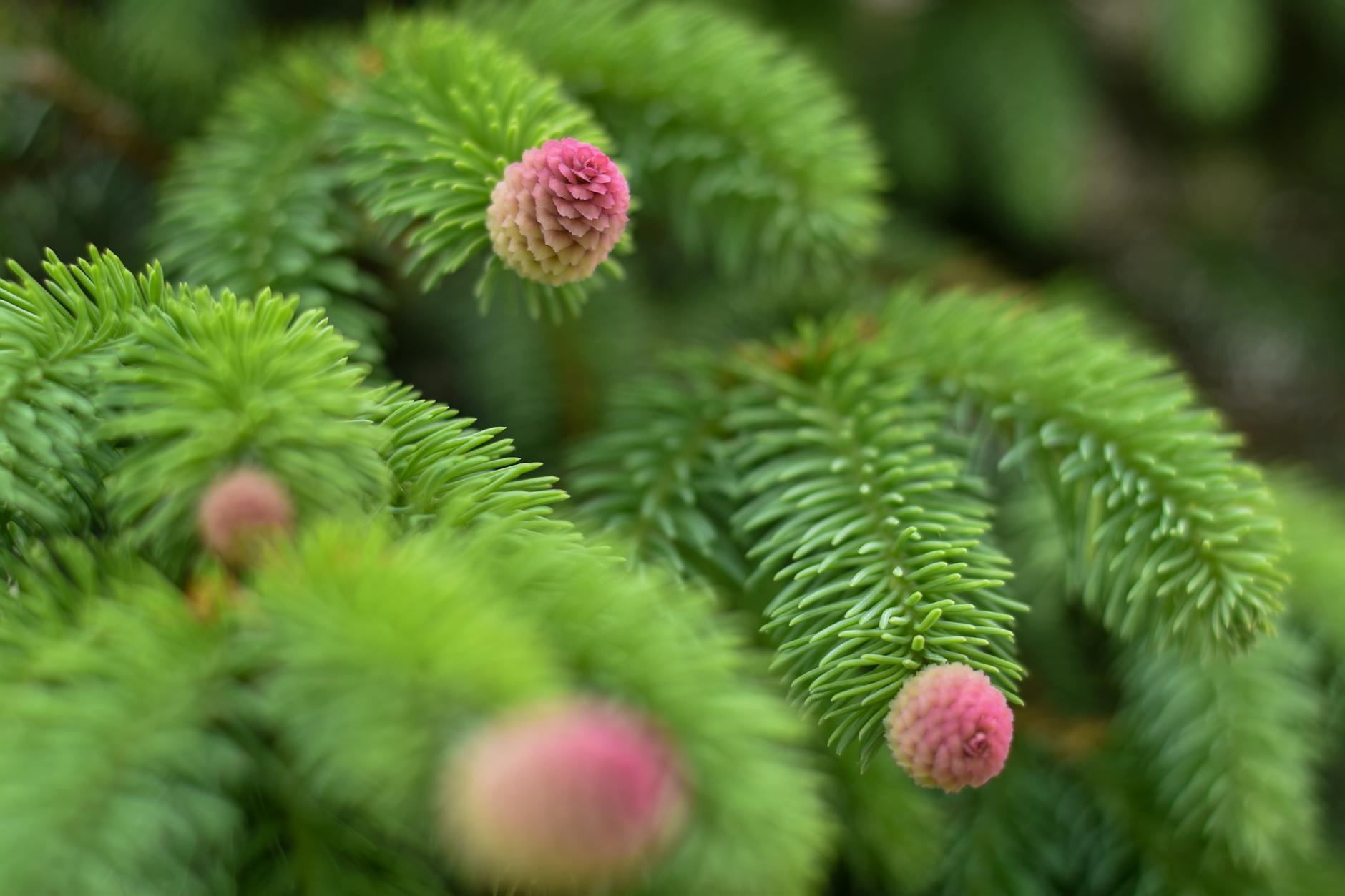 What Made Pinecone Research the Best Survey Panel, and Has It Lost That Edge?