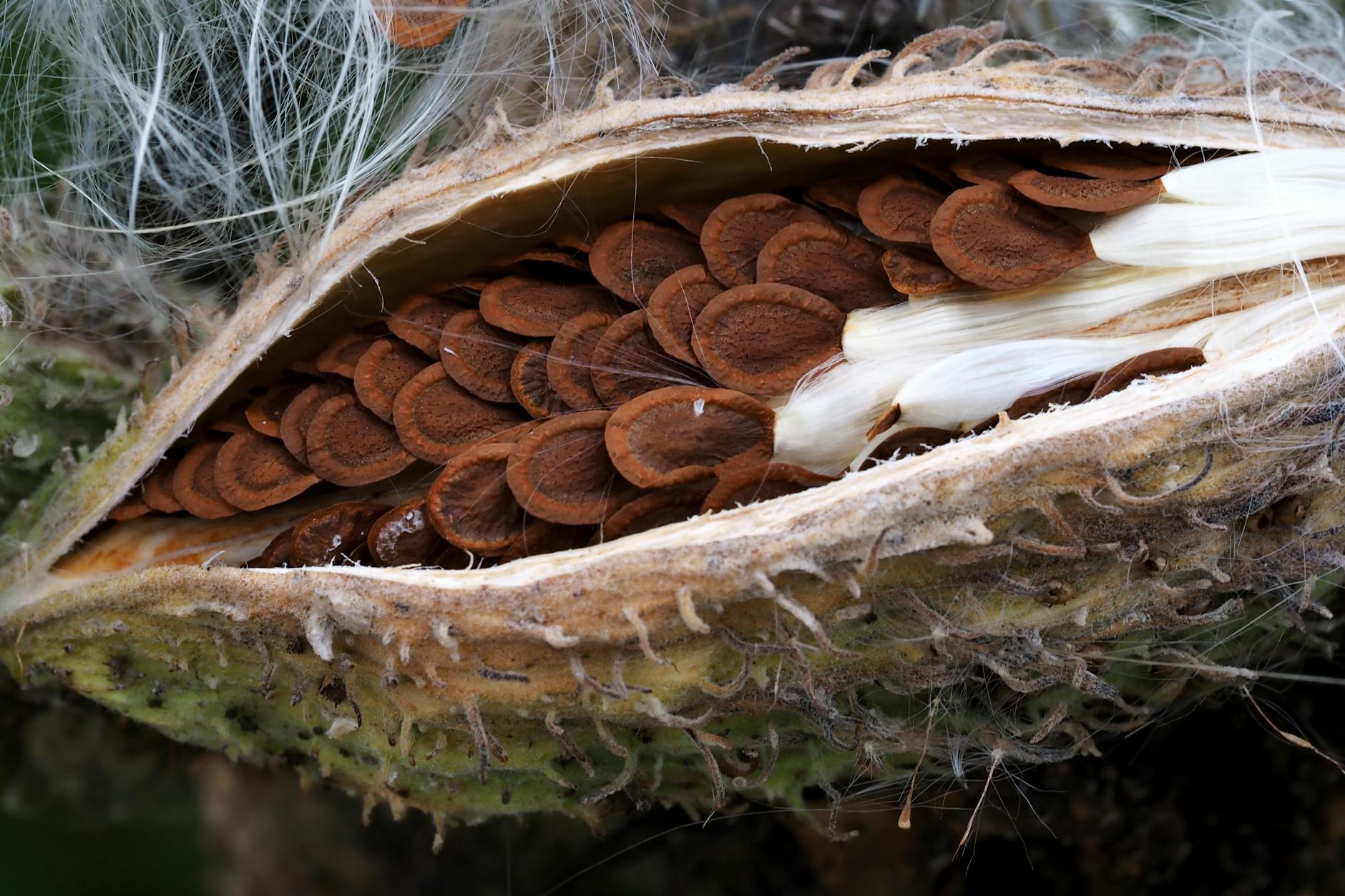 How Do Seed Phrase Scams Drain Wallets Instantly and Bypass Your Security?