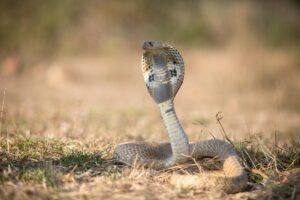 COBRA vs. ACA Marketplace Plans: Which Is Cheaper If You Lose Your Job - Featured image