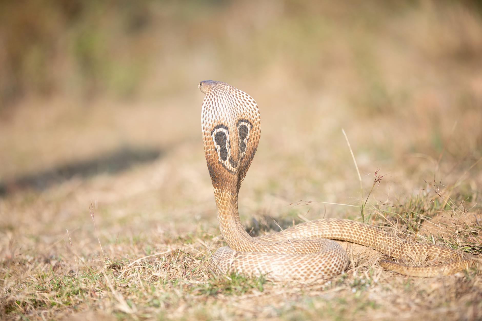 How Much Does COBRA Cost After Job Loss?