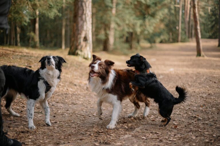 Rover vs. Wag: Which Dog-Walking App Pays More in 2025 - Featured image