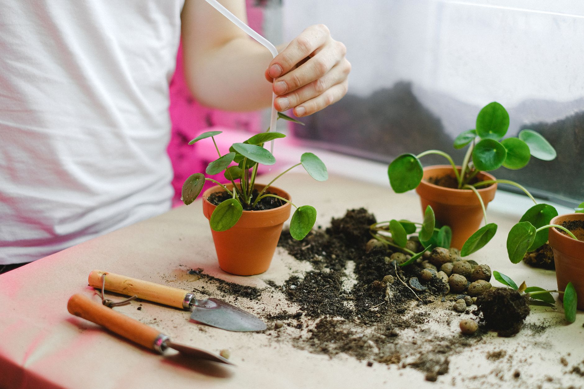 Garden Enthusiasts: Exceptional Miniature Shrub Discounts and Plant Offers This Week - Featured image